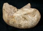 Dinosaur Calcaneum (Heel Bone) - Montana #12713-2